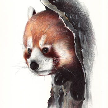 Dessin intitulée "Red Panda Portrait…" par Daria Maier, Œuvre d'art originale, Stylo à bille