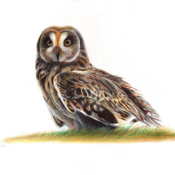 "Short-eared Owl - B…" başlıklı Resim Daria Maier tarafından, Orijinal sanat, Tükenmez kalem