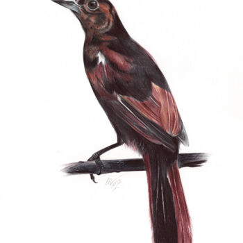 Drawing titled "White-lined Tanager…" by Daria Maier, Original Artwork, Ballpoint pen