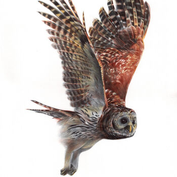 Dessin intitulée "Tawny Owl - Bird Po…" par Daria Maier, Œuvre d'art originale, Stylo à bille