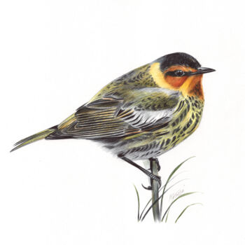 Disegno intitolato "Cape May Warbler (B…" da Daria Maier, Opera d'arte originale, Biro