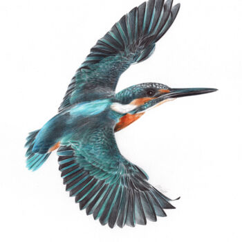 Drawing titled "River Kingfisher (P…" by Daria Maier, Original Artwork, Ballpoint pen