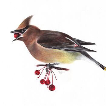 Рисунок под названием "Bohemian Waxwing (R…" - Daria Maier, Подлинное произведение искусства, Шариковая ручка