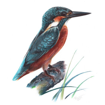 Drawing titled "River Kingfisher (R…" by Daria Maier, Original Artwork, Ballpoint pen