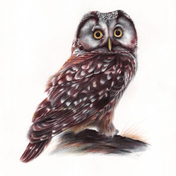 "Boreal Owl (Realist…" başlıklı Resim Daria Maier tarafından, Orijinal sanat, Tükenmez kalem