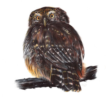 Рисунок под названием "Eurasian Pygmy Owl…" - Daria Maier, Подлинное произведение искусства, Шариковая ручка
