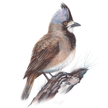 Disegno intitolato "Crested Bellbird (R…" da Daria Maier, Opera d'arte originale, Biro