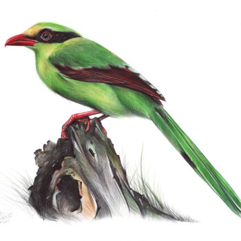 Rysunek zatytułowany „Common Green Magpie…” autorstwa Daria Maier, Oryginalna praca, Długopis