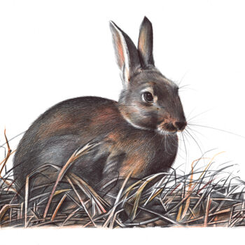 Dibujo titulada "European Rabbit (Re…" por Daria Maier, Obra de arte original, Bolígrafo