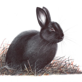 Dessin intitulée "European Rabbit II…" par Daria Maier, Œuvre d'art originale, Stylo à bille