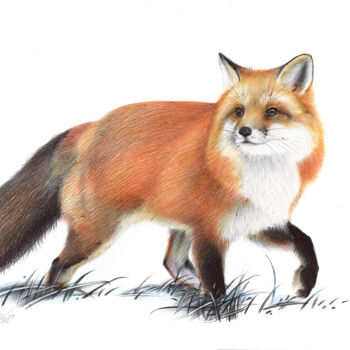 Drawing titled "Red Fox IV (Realist…" by Daria Maier, Original Artwork, Ballpoint pen