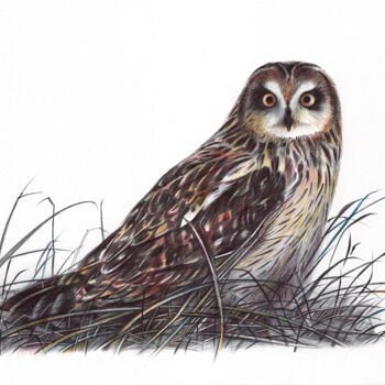 Dessin intitulée "Short-eared Owl III…" par Daria Maier, Œuvre d'art originale, Stylo à bille