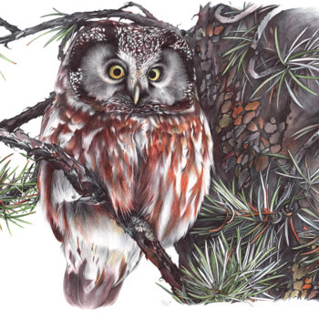 Dessin intitulée "Boreal Owl II (Real…" par Daria Maier, Œuvre d'art originale, Stylo à bille