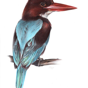 Drawing titled "White-throated King…" by Daria Maier, Original Artwork, Ballpoint pen