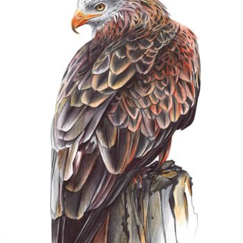 Drawing titled "Red Kite III (Reali…" by Daria Maier, Original Artwork, Ballpoint pen