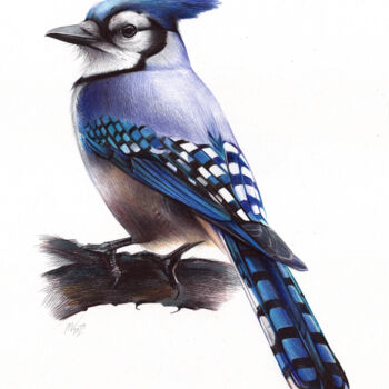 Tekening getiteld "Blue Jay (Realistic…" door Daria Maier, Origineel Kunstwerk, Balpen