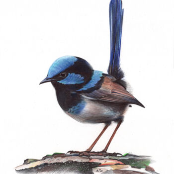 Dessin intitulée "Superb Fairywren" par Daria Maier, Œuvre d'art originale, Stylo à bille