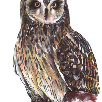 Dibujo titulada "Short-eared Owl II" por Daria Maier, Obra de arte original, Bolígrafo