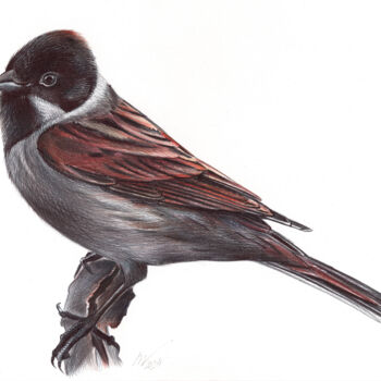 Drawing titled "Common Reed Bunting" by Daria Maier, Original Artwork, Ballpoint pen