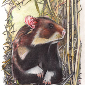 Dessin intitulée "European Hamster" par Daria Maier, Œuvre d'art originale, Stylo à bille