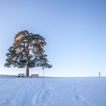 Fotografie getiteld "tree in winter" door Markus Zeller, Origineel Kunstwerk, Digitale fotografie
