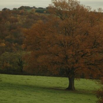 Photography titled "Explosion d'Automne" by Makuramis, Original Artwork