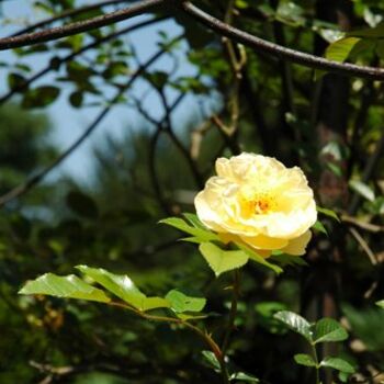 Photographie intitulée "Une rose jaune" par Makuramis, Œuvre d'art originale
