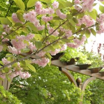 Photographie intitulée "Pergola" par Makuramis, Œuvre d'art originale