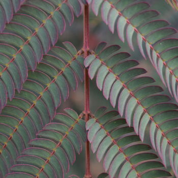 Photographie intitulée "CHEVRONS" par Alain Marino, Œuvre d'art originale, Photographie numérique