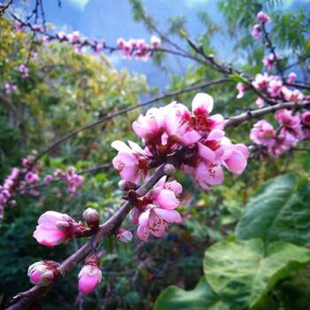 Fotografie getiteld "Sakura" door Mama Oursa, Origineel Kunstwerk