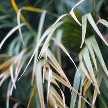 Photographie intitulée "Jour Feuille ⭐" par Mama Oursa, Œuvre d'art originale