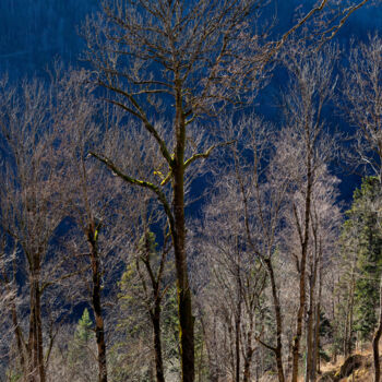 Fotografie mit dem Titel "Kahler Wald in Wint…" von Manfred Elsässer, Original-Kunstwerk, Nicht bearbeitete Fotografie