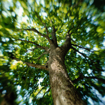 Fotografie getiteld "Baum zum träumen" door Manfred Elsässer, Origineel Kunstwerk, Film fotografie