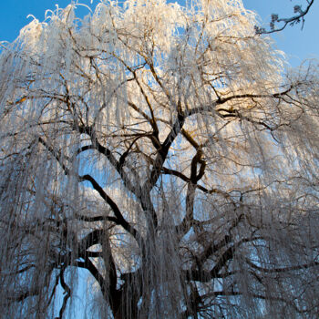Photographie intitulée "Baum mit Raureif" par Manfred Elsässer, Œuvre d'art originale, Photographie numérique