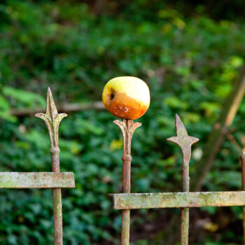 Fotografia intitulada "Zaunapfel" por Manfred Elsässer, Obras de arte originais, Fotografia digital