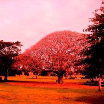 Photography titled "Enmore Park 1" by M Wichman, Original Artwork