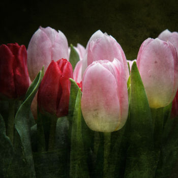 Фотография под названием "Tulipes" - Jean-François Mansencal, Подлинное произведение искусства, Цифровая фотография