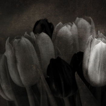 Photographie intitulée "Tulipes noires" par Jean-François Mansencal, Œuvre d'art originale, Photographie numérique