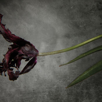 Фотография под названием "Tulipe noire 2" - Jean-François Mansencal, Подлинное произведение искусства, Цифровая фотография