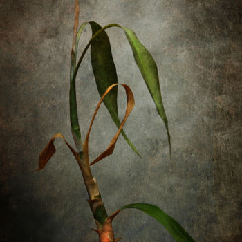 Photographie intitulée "Bambou 4" par Jean-François Mansencal, Œuvre d'art originale, Photographie numérique