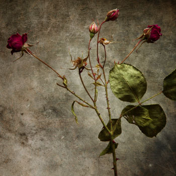 Photographie intitulée "Herbier" par Jean-François Mansencal, Œuvre d'art originale, Photographie numérique