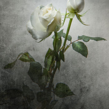 Фотография под названием "Roses blanches" - Jean-François Mansencal, Подлинное произведение искусства, Цифровая фотография