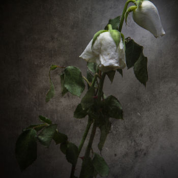 Photographie intitulée "Roses blanches fané…" par Jean-François Mansencal, Œuvre d'art originale, Photographie numérique