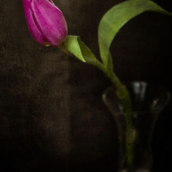 Fotografie mit dem Titel "Tulipe mauve" von Jean-François Mansencal, Original-Kunstwerk, Digitale Fotografie