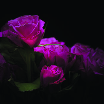 摄影 标题为“Roses” 由Jean-François Mansencal, 原创艺术品, 数码摄影