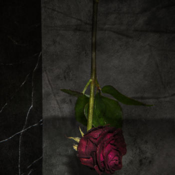Fotografia intitolato "Vieille rose fanée" da Jean-François Mansencal, Opera d'arte originale, Fotografia digitale