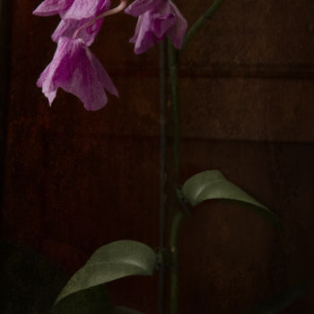 Fotografia intitolato "Orchidées" da Jean-François Mansencal, Opera d'arte originale, Fotografia digitale