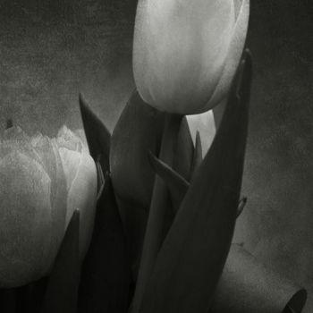 Fotografia zatytułowany „Tulipe 3” autorstwa Jean-François Mansencal, Oryginalna praca, Fotografia cyfrowa