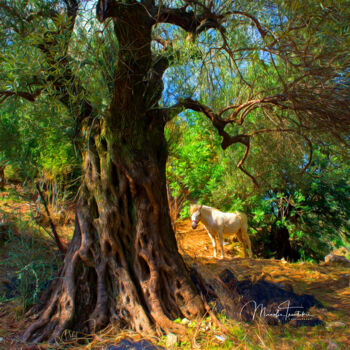 Фотография под названием "The tree and the wh…" - Manolis Tsantakis, Подлинное произведение искусства, Цифровая фотография