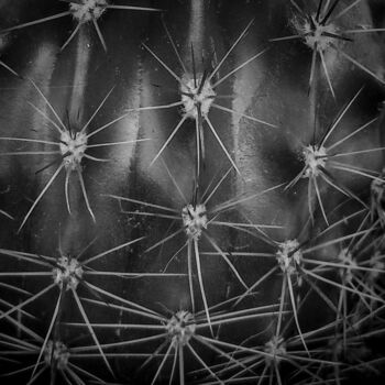 Fotografia zatytułowany „Cactus” autorstwa Manoval, Oryginalna praca, Fotografia cyfrowa